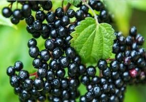 Black Elderberry