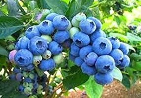 Pterostibene from Blueberries