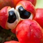Guarana