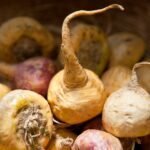 Maca
