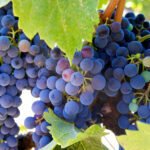 Resveratrol