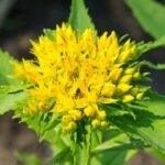 Rhodiola Rosea