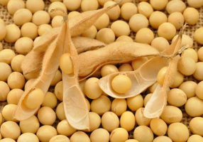Soy