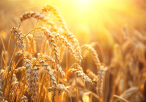 Wheat
