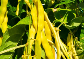 Yellow Peas